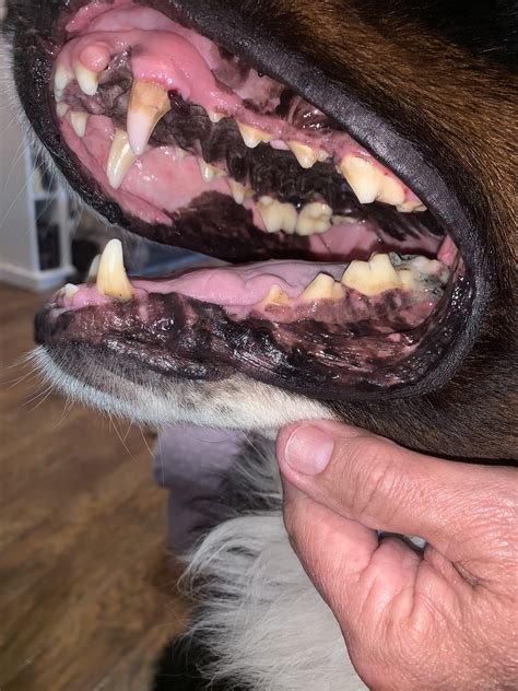 cancer in dogs mouth / melanoma